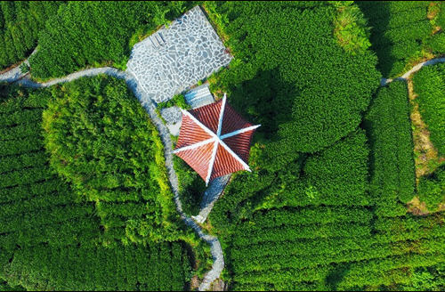 吉首市馬頸坳鎮(zhèn)隘口村是“湘西黃金茶第一村”，被譽為“全國茶旅融合十條精品線路”上的明珠。.gif